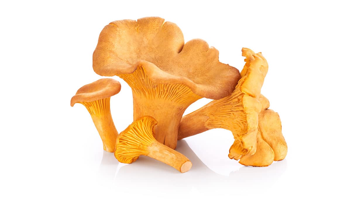 Chanterelle-Mushrooms-shrooms Chanterelle-Mushrooms-shrooms