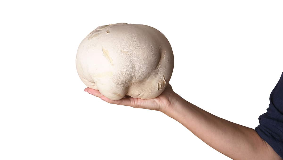 Giant-Puffball-Mushrooms-shrooms Giant-Puffball-Mushrooms-shrooms