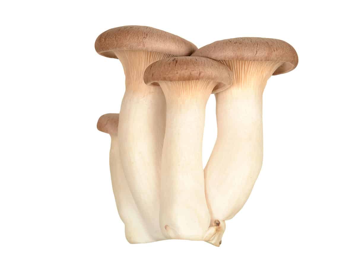 King-Oysters-Mushrooms-shrooms King-Oysters-Mushrooms-shrooms