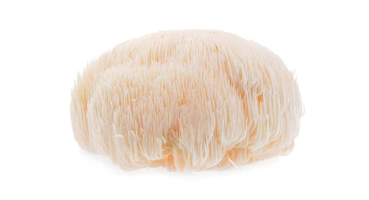 Lions-Mane-Mushrooms-shrooms Lions-Mane-Mushrooms-shrooms