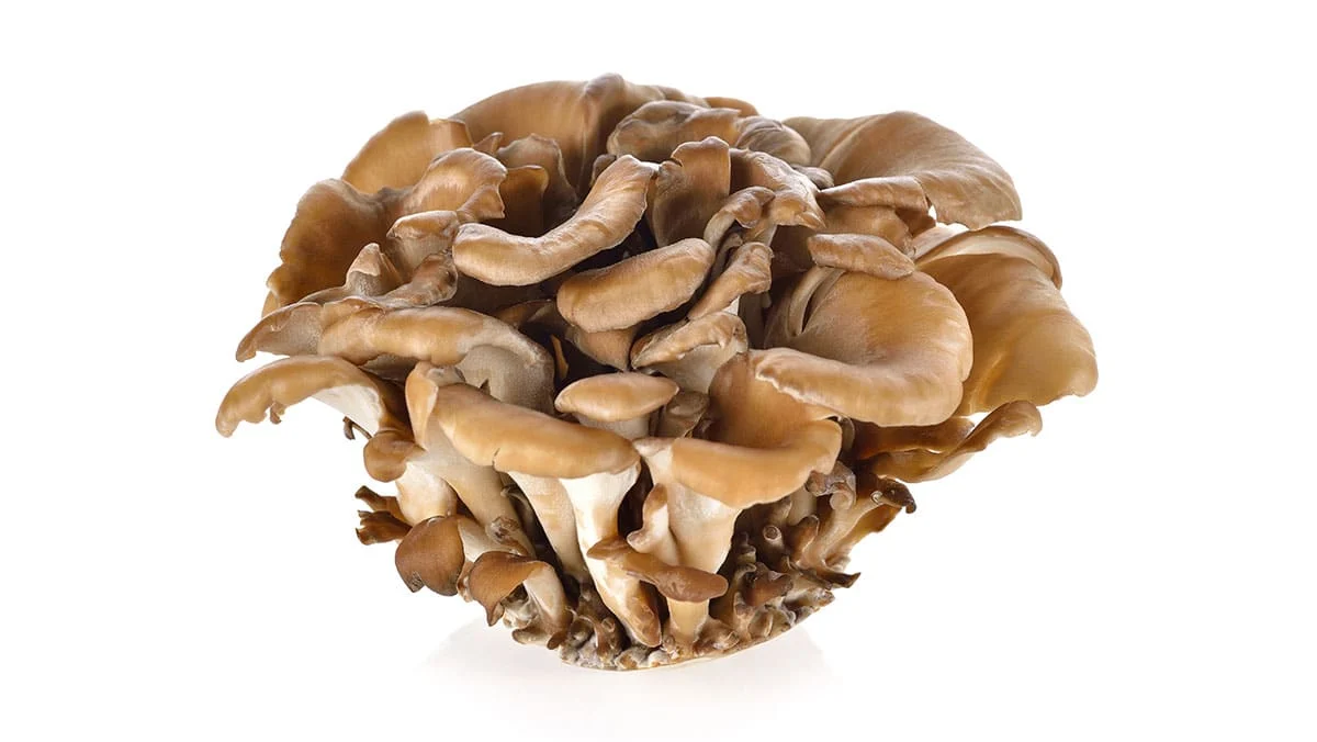 Maitake-Mushroom-shrooms Maitake-Mushroom-shrooms
