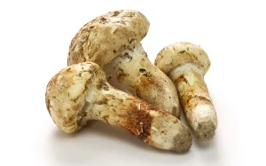 Matsutake-Mushrooms-shrooms