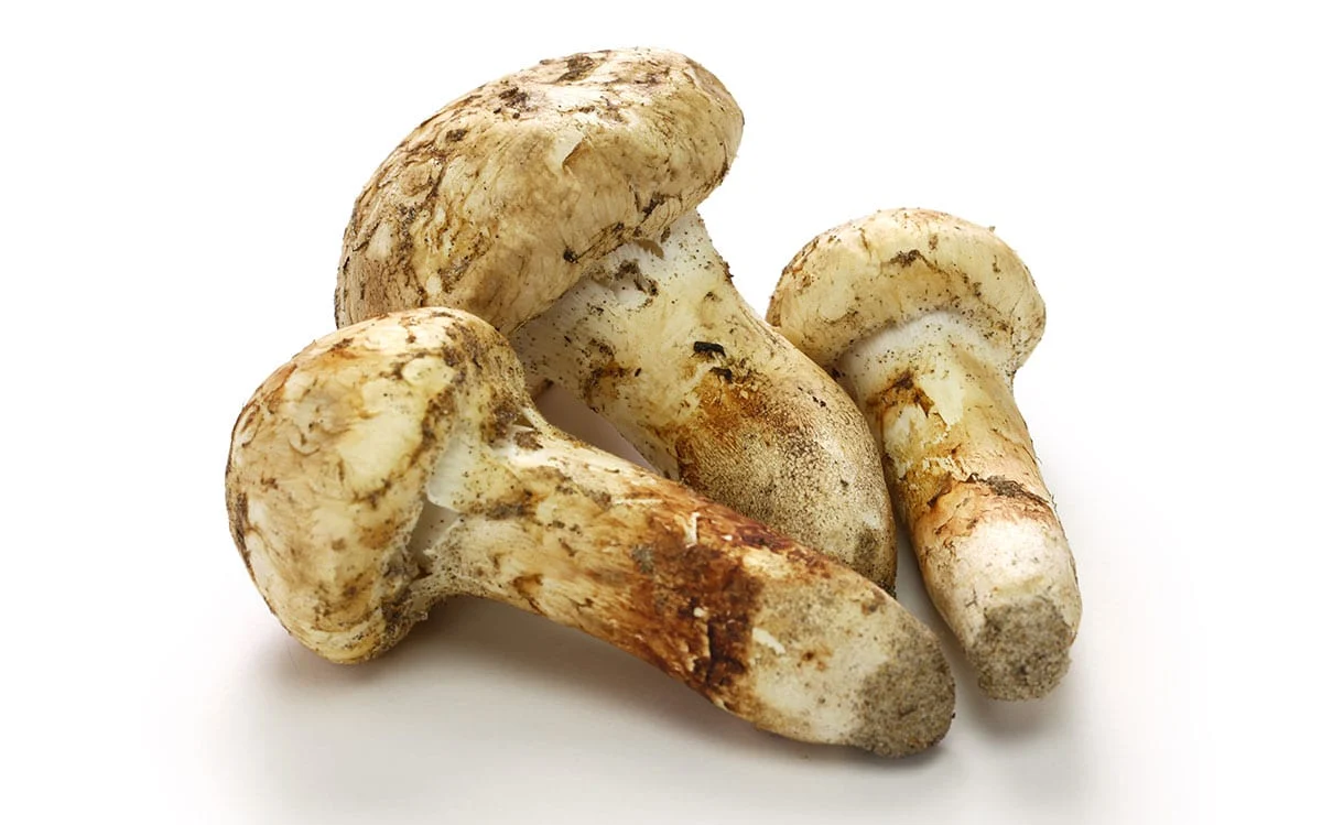 Matsutake-Mushrooms-shrooms Matsutake-Mushrooms-shrooms