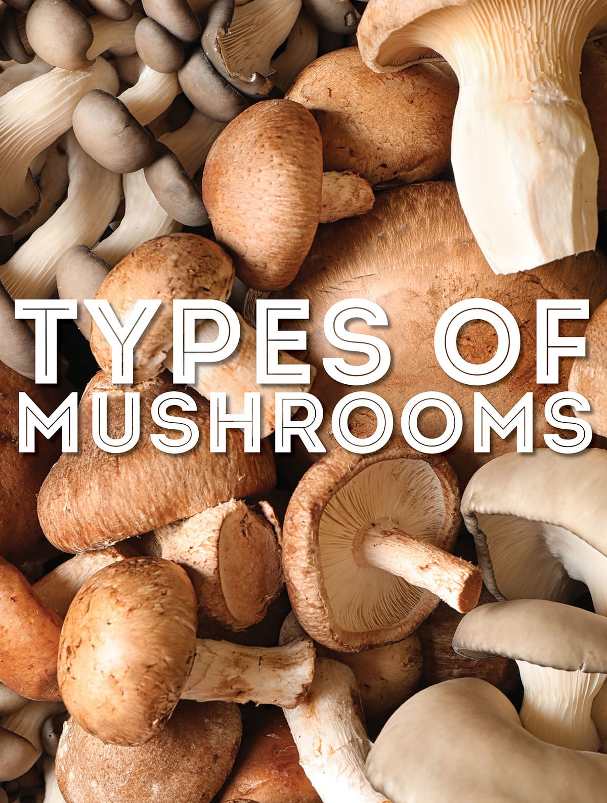 types-of-mushrooms-shrooms-2 types-of-mushrooms-shrooms-2