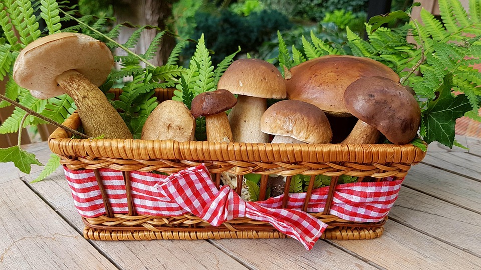 mushrooms-gift basket
